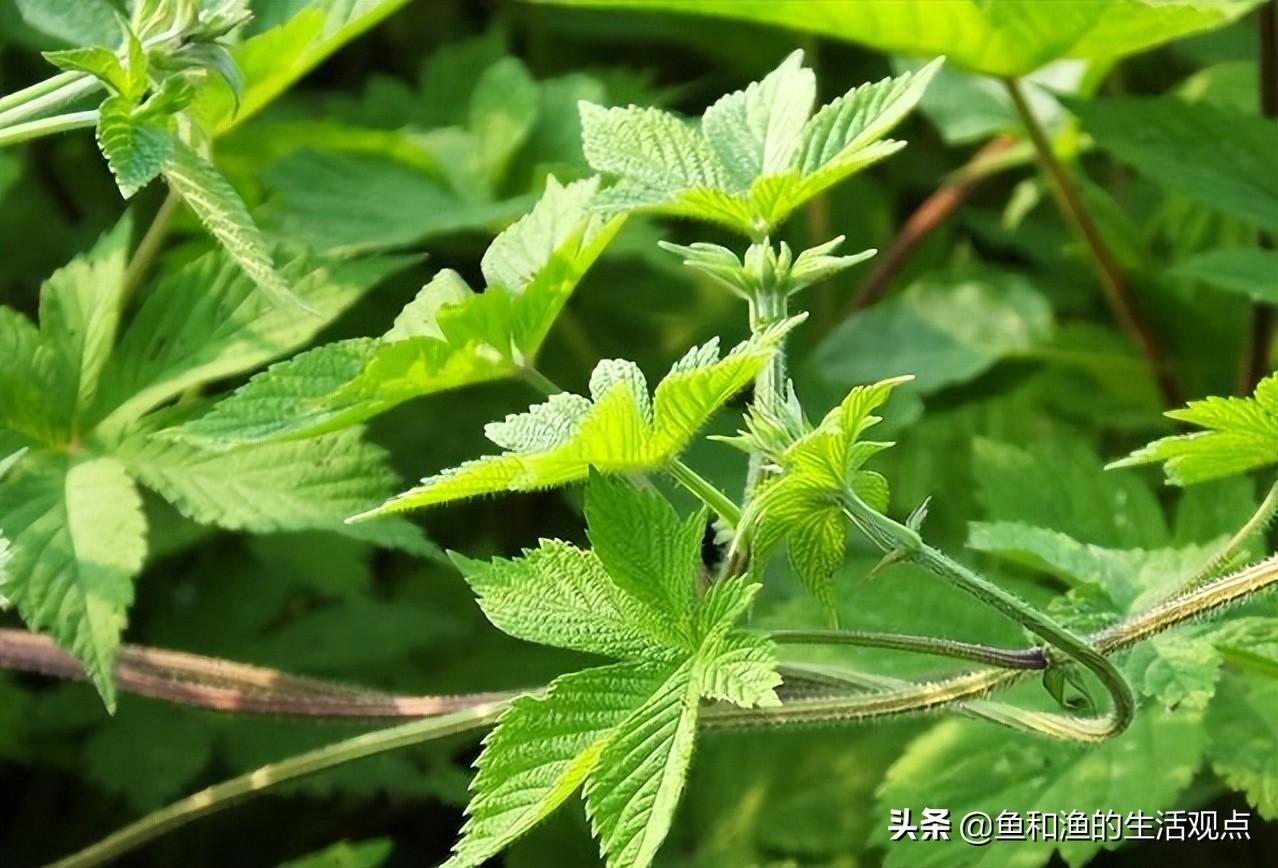 四棱草的功效与作用(踏春必备) - 行就行