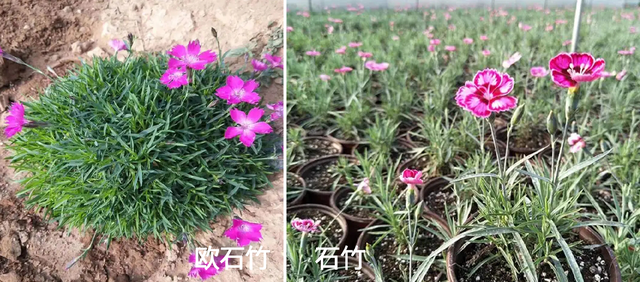 常夏石竹与欧石竹有何区别，欧石竹与石竹的区别