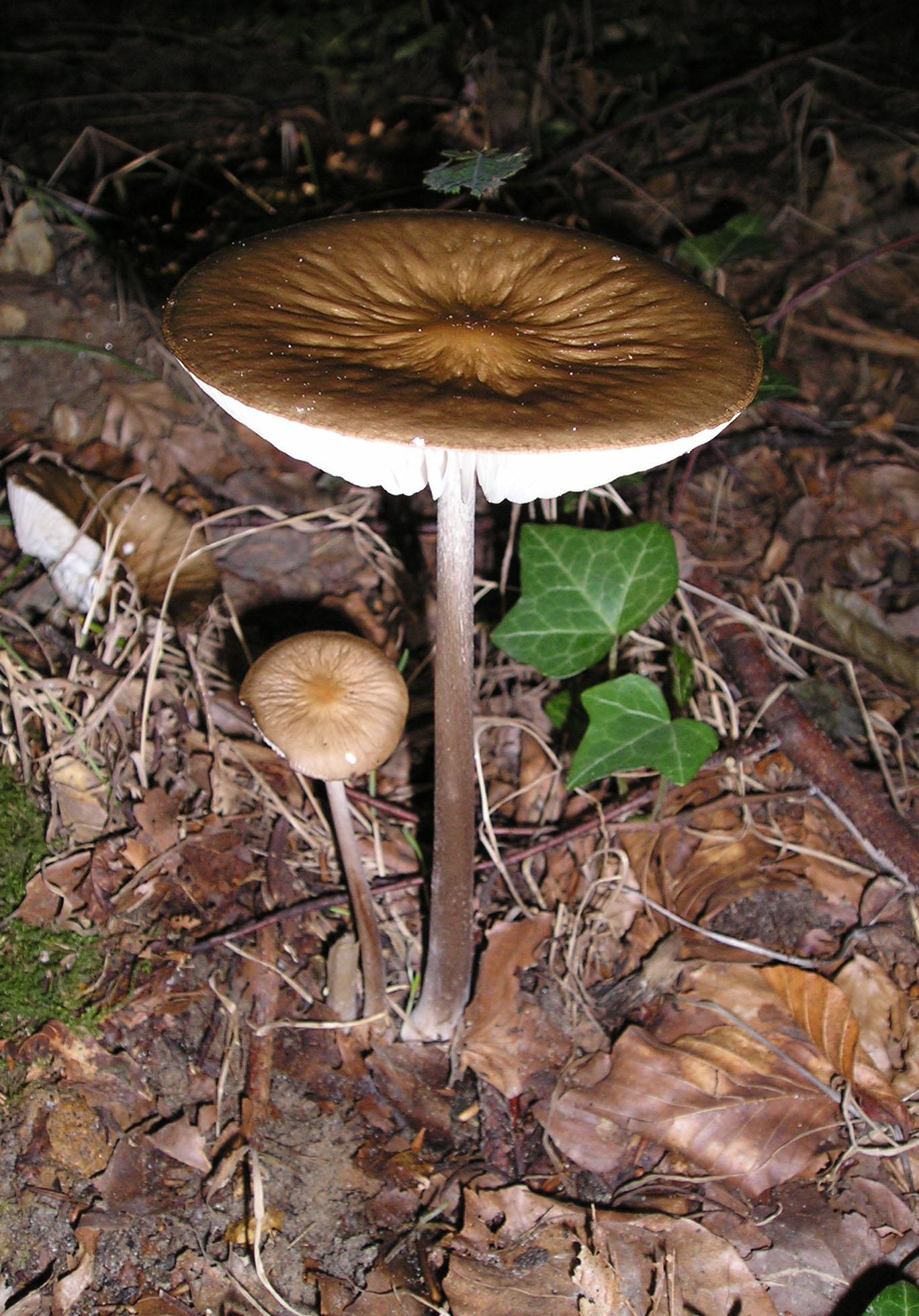 如何识别蘑菇的种类图片(看图识蘑菇)