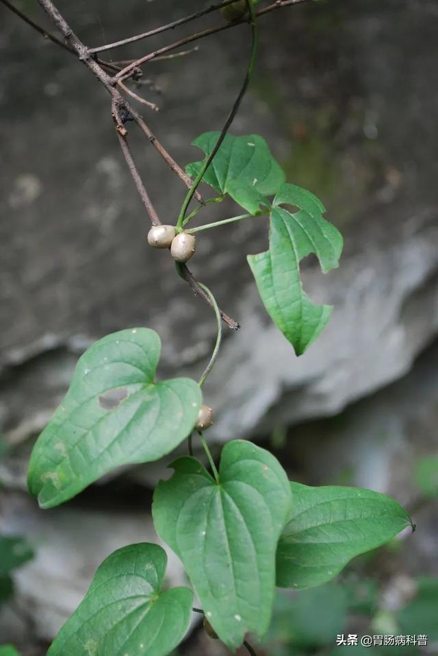 曼陀罗花的图片，曼陀罗花是什么（301味中药材的原植物彩色图谱）