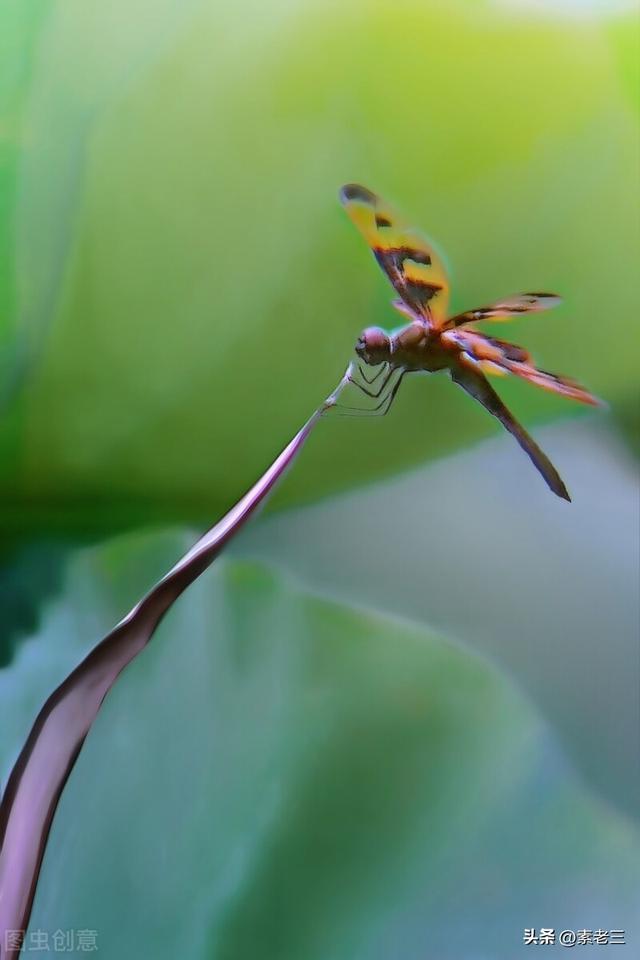 文学家的故事400，文学家的故事50字（女作家去做保姆——被训的保姆）