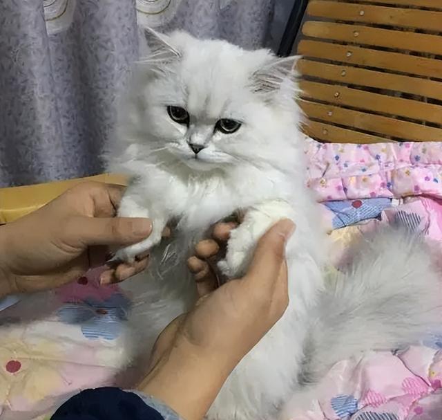 养金吉拉最忌讳什么，金吉拉为什么不能养（养金吉拉猫的“8大禁忌”）