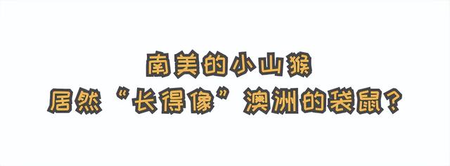 为什么袋鼠只分布在少数地区，袋鼠主要生活在什么地区（“长得像”澳洲的袋鼠）