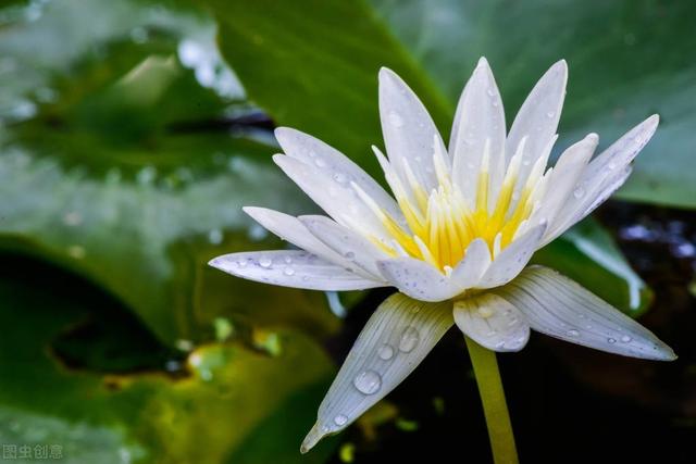 鱼缸碗莲无土水培方法，无土水培碗莲的种植方法和注意事项（水培碗莲的养法）