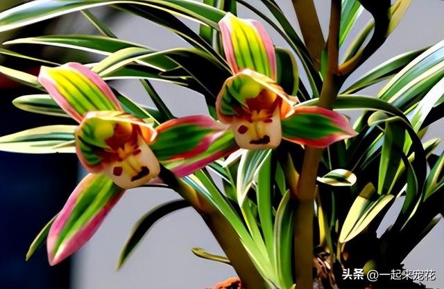 兰草花图片,阳台养盆"霸气"兰花(马兰花图片)