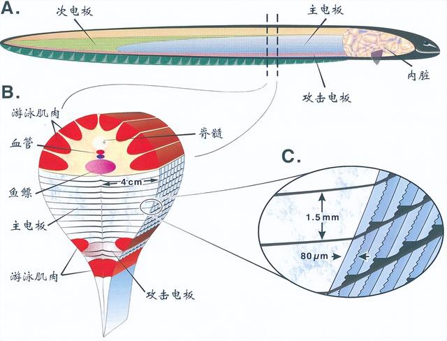 电鳗为什么会放电，电鳗为什么会放电百科（放电瞬间电压高达800伏特）