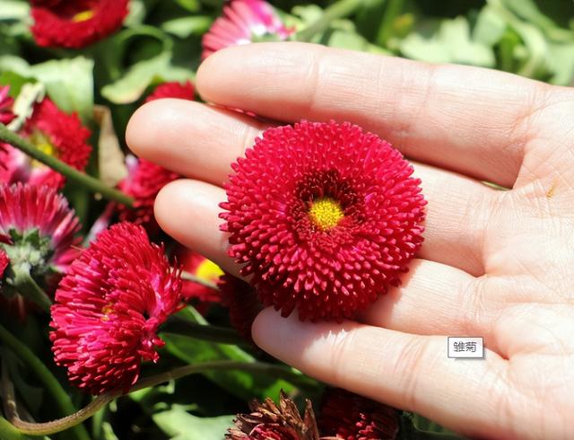 耐阴草坪品种有哪些，耐阴草坪品种有哪些名字（草坪花卉有很多）