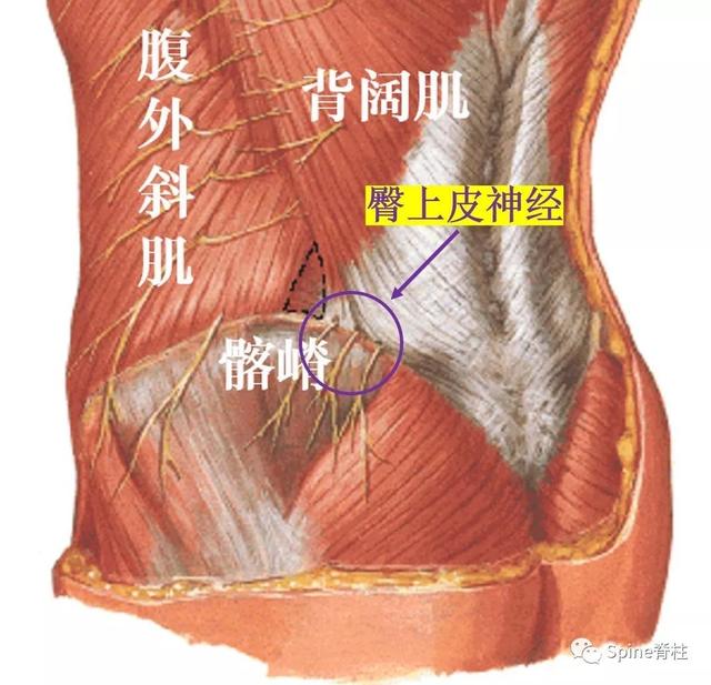 大腿外侧疼痛要警惕四种病，女性膝盖疼痛可能的几种病（易误诊误治的腰痛）