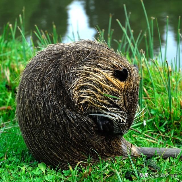 世界上最大的老鼠，世界上最大的老鼠是多少米（上海多地出现“巨型大老鼠”）