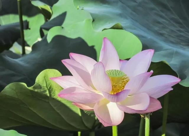 荷花体现人的品行，象征着高洁、坚贞的高尚品德