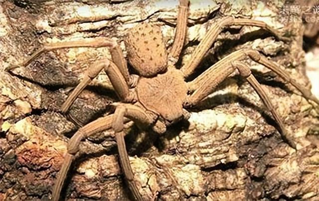 8种毒蜘蛛千万别碰，10种最吓人的蜘蛛有哪些（世界上最毒的5种蜘蛛）