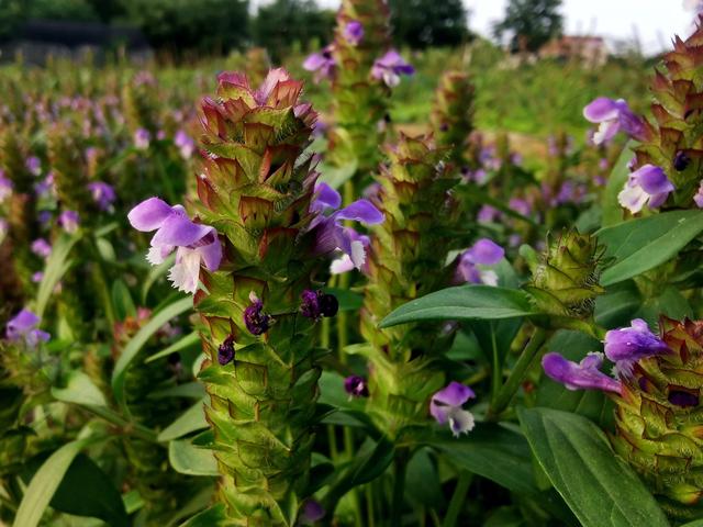 中药夏枯草的功用！，夏枯草中药的作用（本草集——夏枯草）