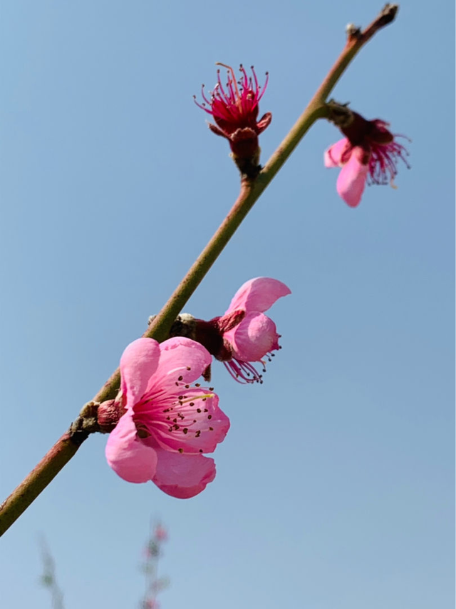 家里客厅花瓶适合插什么花，家里花瓶插什么花好风水好（水里一插就能养）