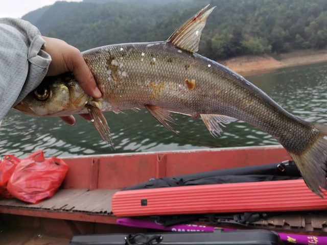 附近哪里可以钓鱼，附近哪里好钓鱼（昆明周边100公里柴石滩水库）