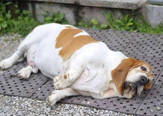 好狗的特征，好狗有什么特征（狗狗有这些“特征”）