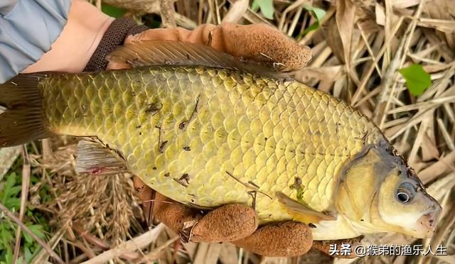 鲫鱼一年能长多大，土鲫鱼能长多大（有些鲫鱼大到不敢想象）