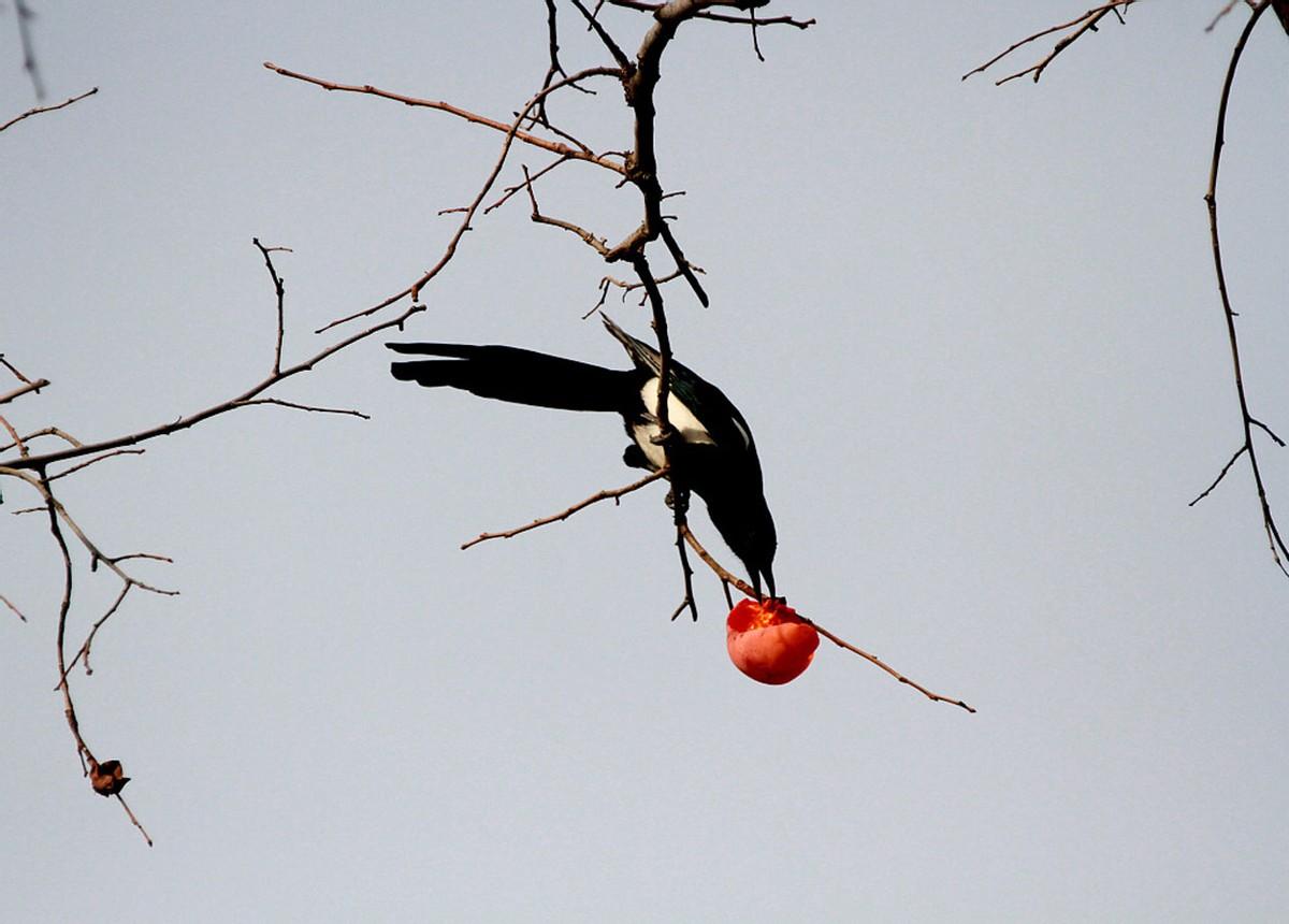 鸟进家门是什么征兆,喜鹊登门代表好事发生 - 玉三网