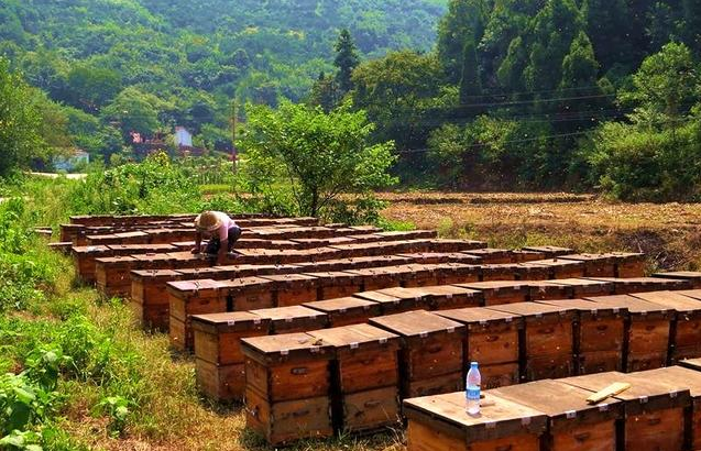 40箱蜂一年赚多少钱，中蜂群出售60元（靠养蜂一年可以收入多少钱）