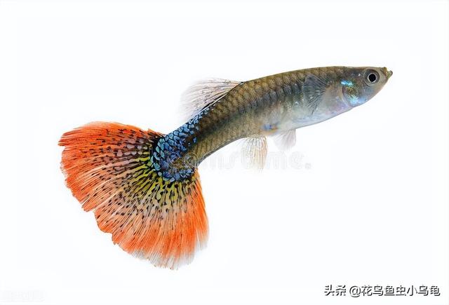 鱼苗养殖高产技术，鱼苗是怎么培育出来的（注意这些事项，小苗长得会更好）