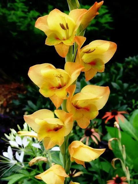 鲜花的花语和花的数目的寓意，鲜花数量的寓意（100种迷人的“数字花”）