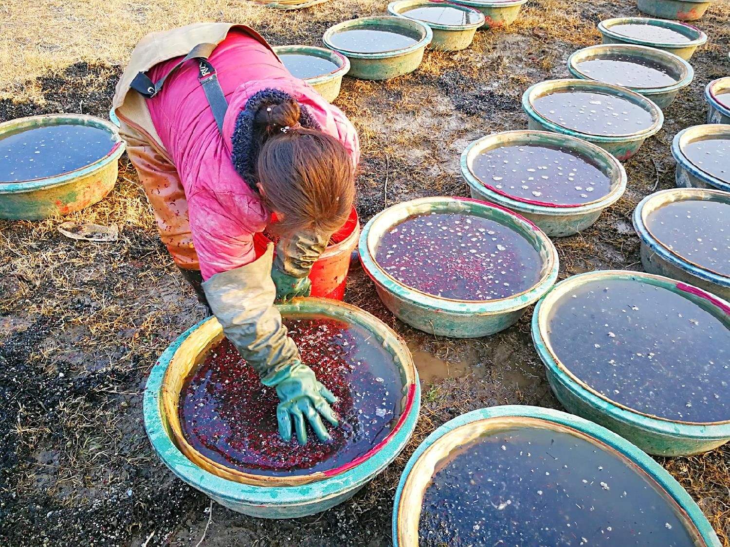 揭露红虫养殖黑幕：隐秘产业链背后的非法暴利与生态隐患
