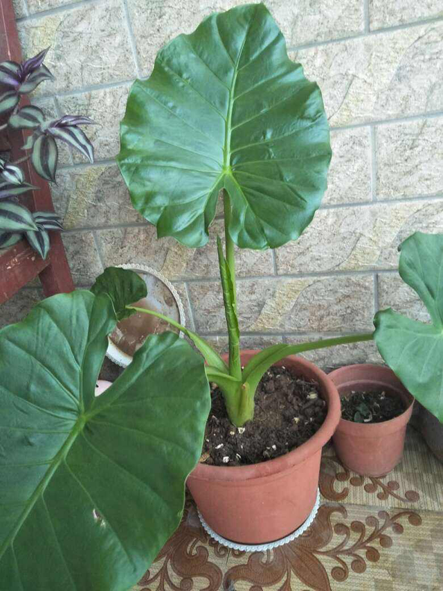 香水百合有毒吗，香水百合有毒吗 能放在卧室里吗（家有小孩请远离）