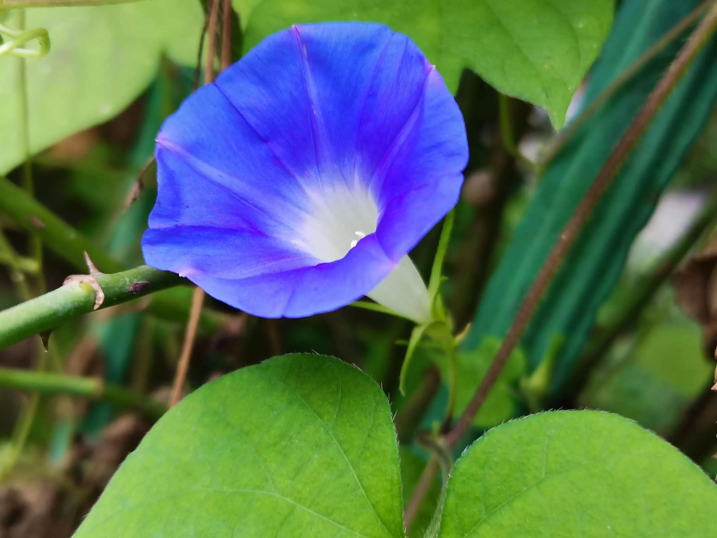 牵牛花图片大全，牵牛花品种大全（与君共赏牵牛花美图大全）