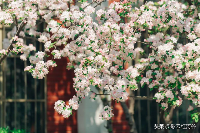 山茶花花语及代表意义，山茶花的花语和象征（你喜欢什么花，就是什么人）