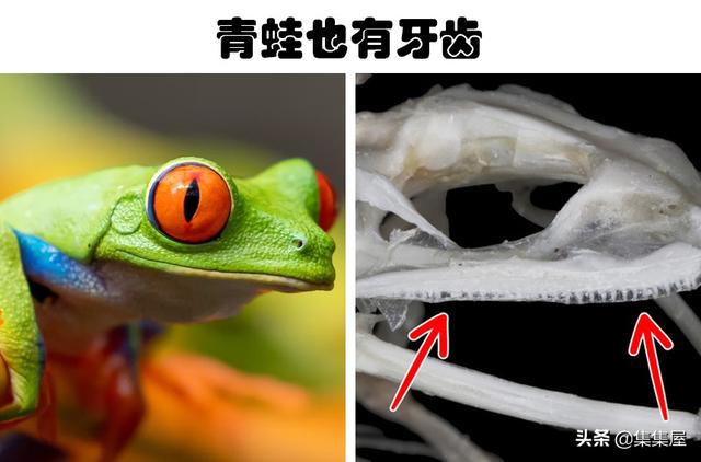 蜘蛛丝为什么那么坚韧，蜘蛛丝为什么那么坚韧不易破坏（可能会改变你对世界认知的6个冷知识）