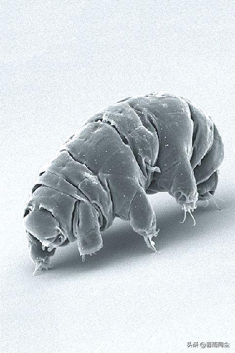 有哪几种动物名字，地球上30种最极端的动物