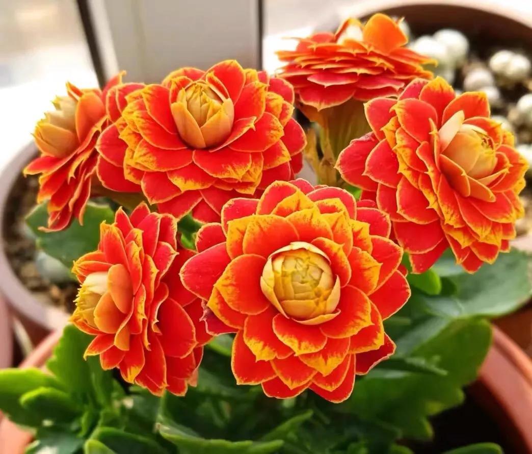 适合老人祝寿的花,五十种绝美的长寿花分享-风俗-荣耀易学