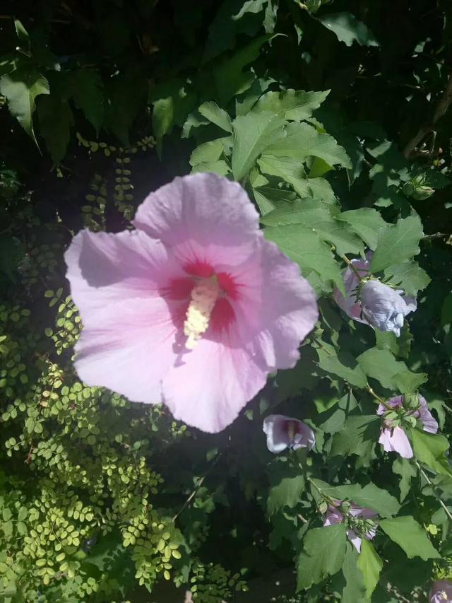 木菊花的养殖方法，菊花的养殖方法与注意事项（幽幽木菊花）