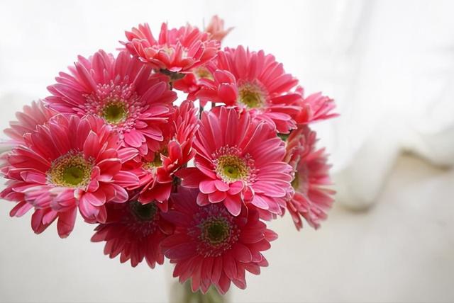 花，花好月圆人长久（72种鲜花欣赏图片）