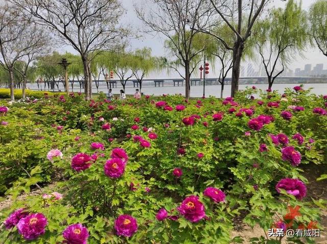 咸阳春天旅游景点大全，一天清明假期，去哪游玩