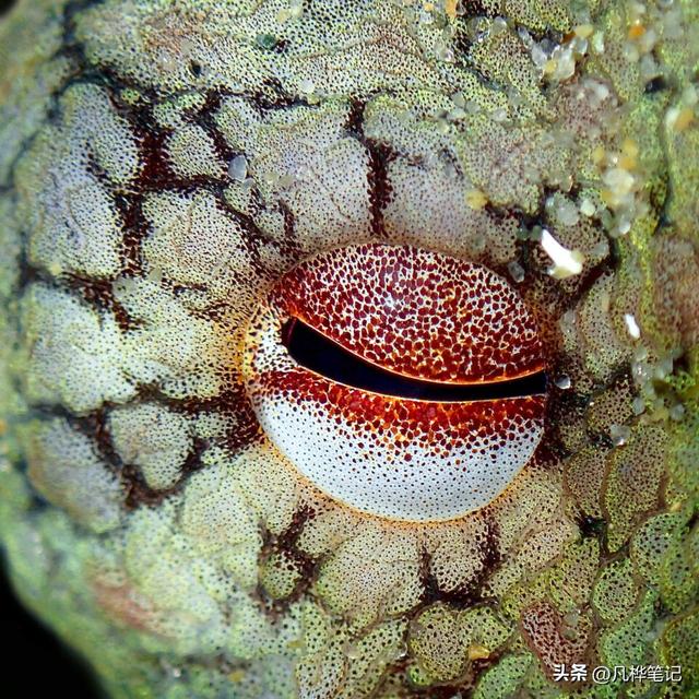 水下摄影注意什么，水下婚纱摄影（初学者的10个水下摄影技巧）