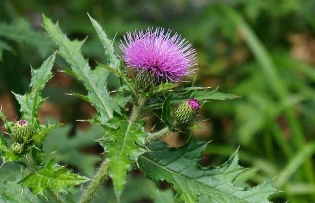 艾草根的功效与作用，艾草的作用和功效（它们的根都是滋补佳品）