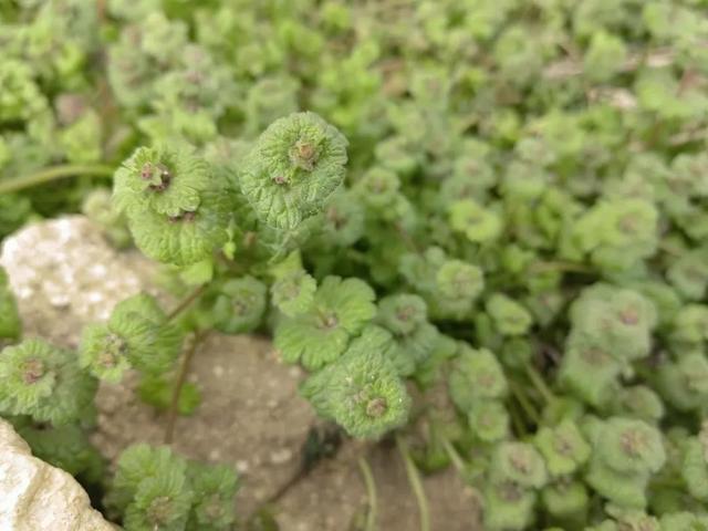 珍珠莲的功效与作用，也叫“接骨草”、“珍珠莲”