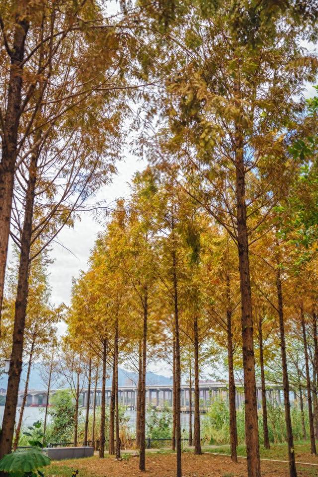 福州乌龙江湿地公园