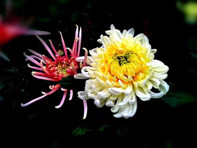 重阳节和菊花有什么关系，重阳节菊花代表什么意思（重阳节与菊花）