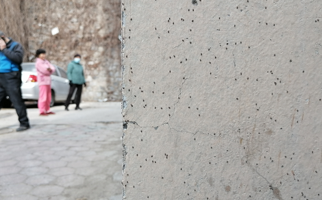 家里有虫子图片及名称，家里常见的虫子（大连一居民楼突然出现很多虫子“墙上爬得到处都是）