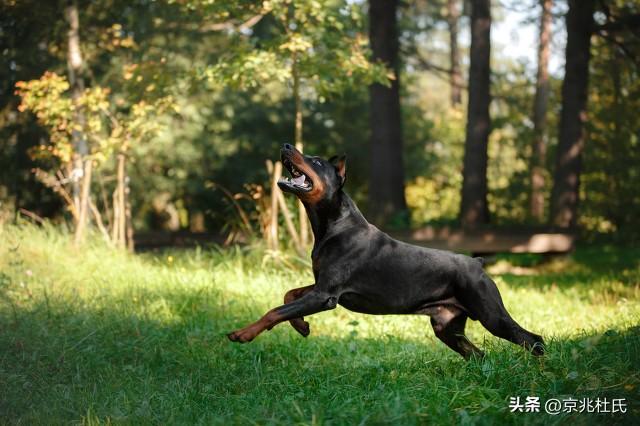 成年杜宾犬多少钱一只 杜宾犬成年以后有多长多高