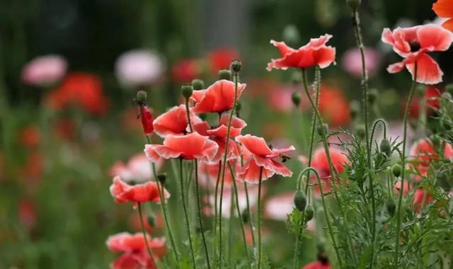 春天开的常见的花，春天开的常见的花图片（超齐全的播种时间表）