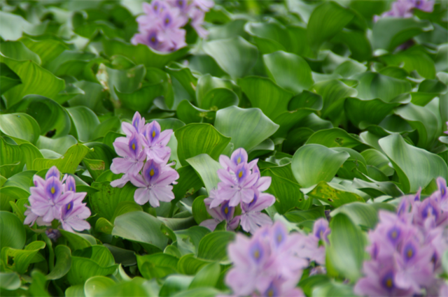 有哪些水生观赏植物,水生花卉有哪些植物(这些随波飘荡的绿色生命)