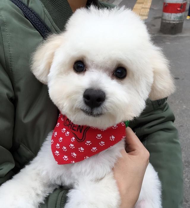 最适合家庭养的狗，十种最好养的狗狗（好养又温顺的5种狗）