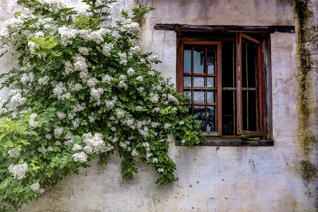 席慕容 无怨的青春，席慕容无怨的青春原文（《无怨的青春》席慕蓉）