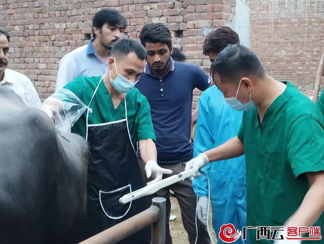 中国水牛的简介，中国水牛的简介和图片（广西水牛研究所成功延续巴基斯坦20岁高龄超级水牛种源）