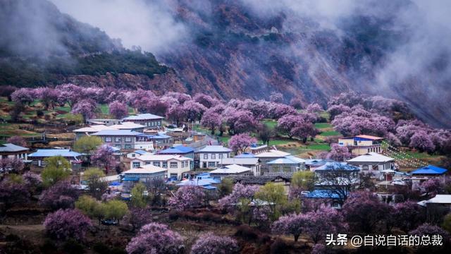 塔黄是什么植物，它被藏民预言为末日神山