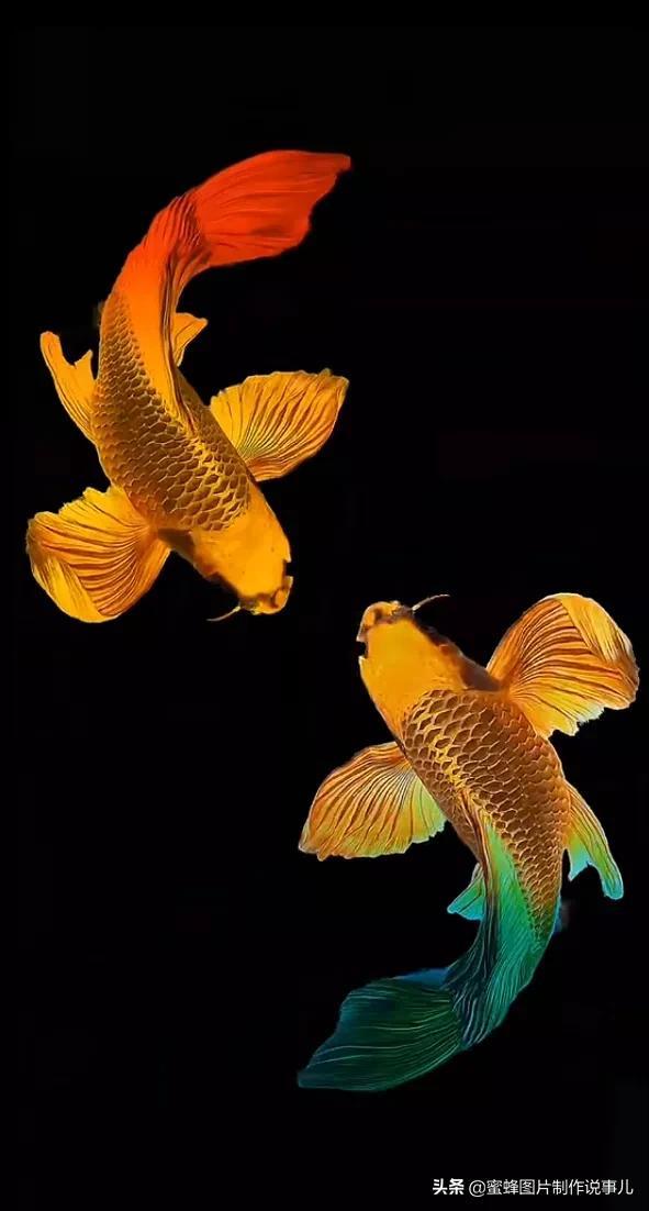 腊梅图片，一花一世界（腊梅图片）