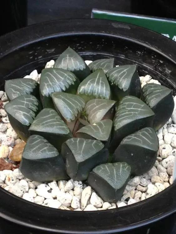 仙人掌开花图片，八种开花勤快的仙人掌植物（40多种罕见的仙人掌开花图）