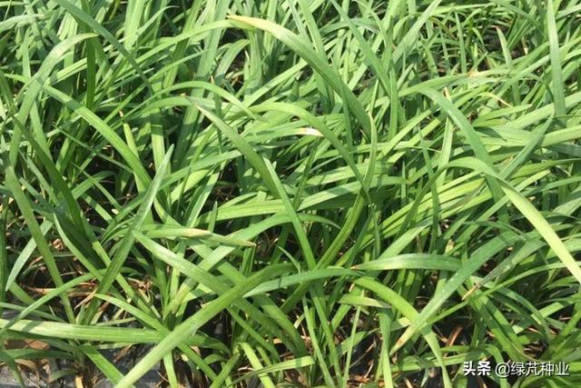 麦冬草的养殖方法和注意事项，麦冬草的养殖方法和注意事项有哪些（麦冬草什么时候种植好）